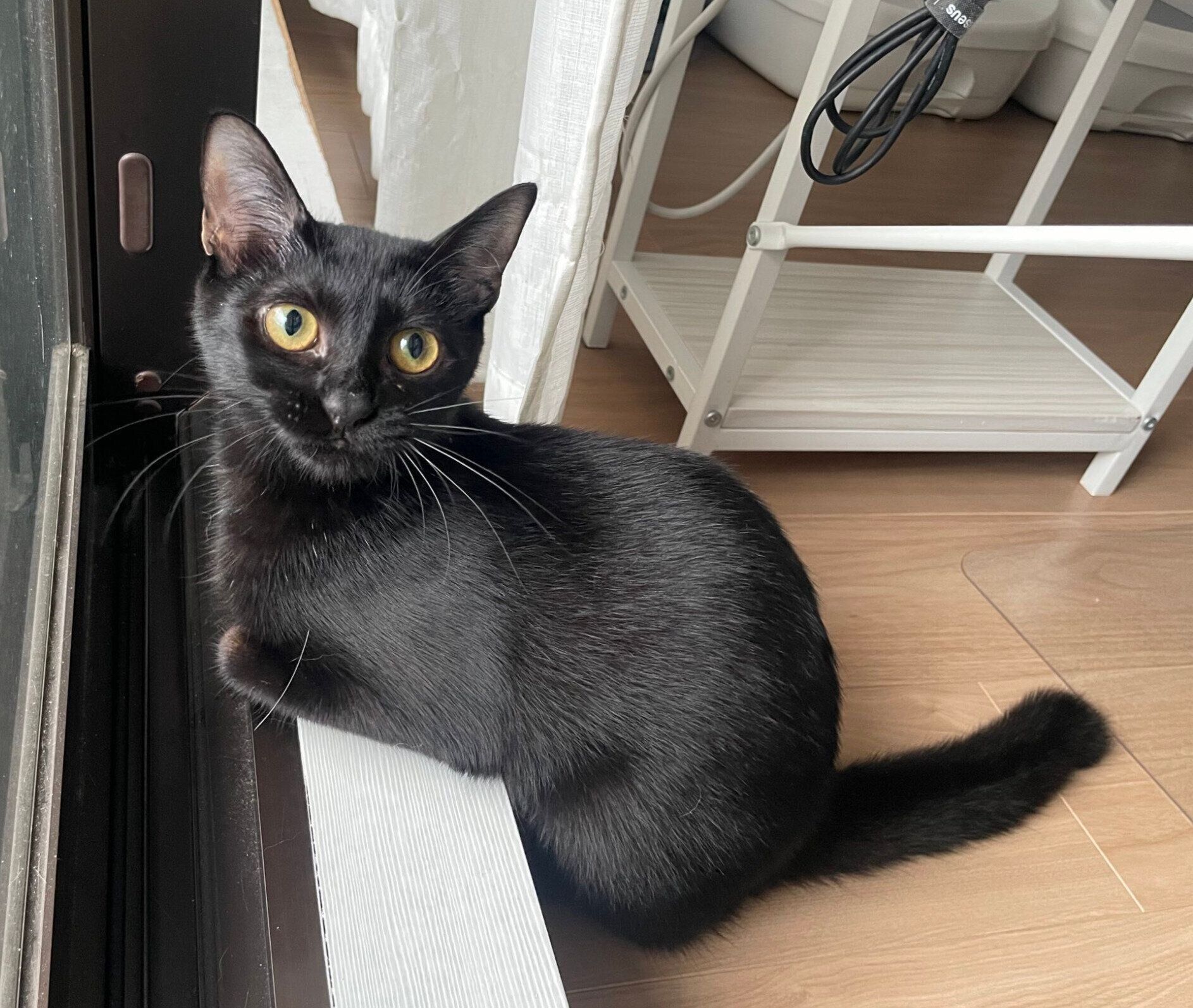 ニャルソックをする理事長ちゃん