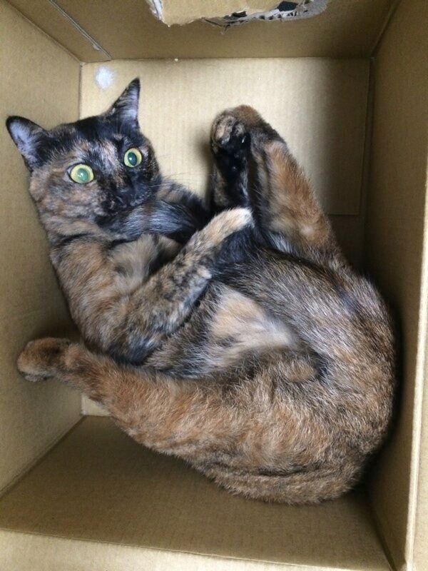 可愛らしいポーズをするしゃけちゃん