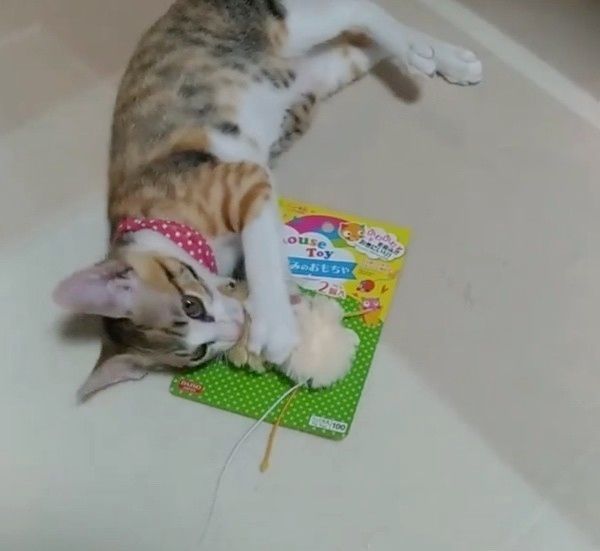 おもちゃで遊ぶ猫
