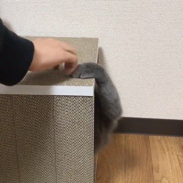 おうちが襲撃されるブリティッシュショートヘアー