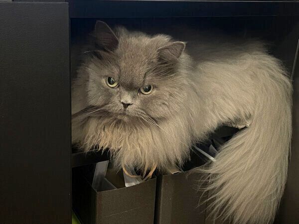 棚の中でくつろぐ勘吉さん