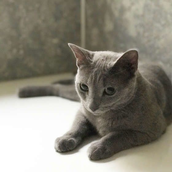 飼い主さんのお風呂についてくる猫の心理 かわいい理由と、心配な理由 