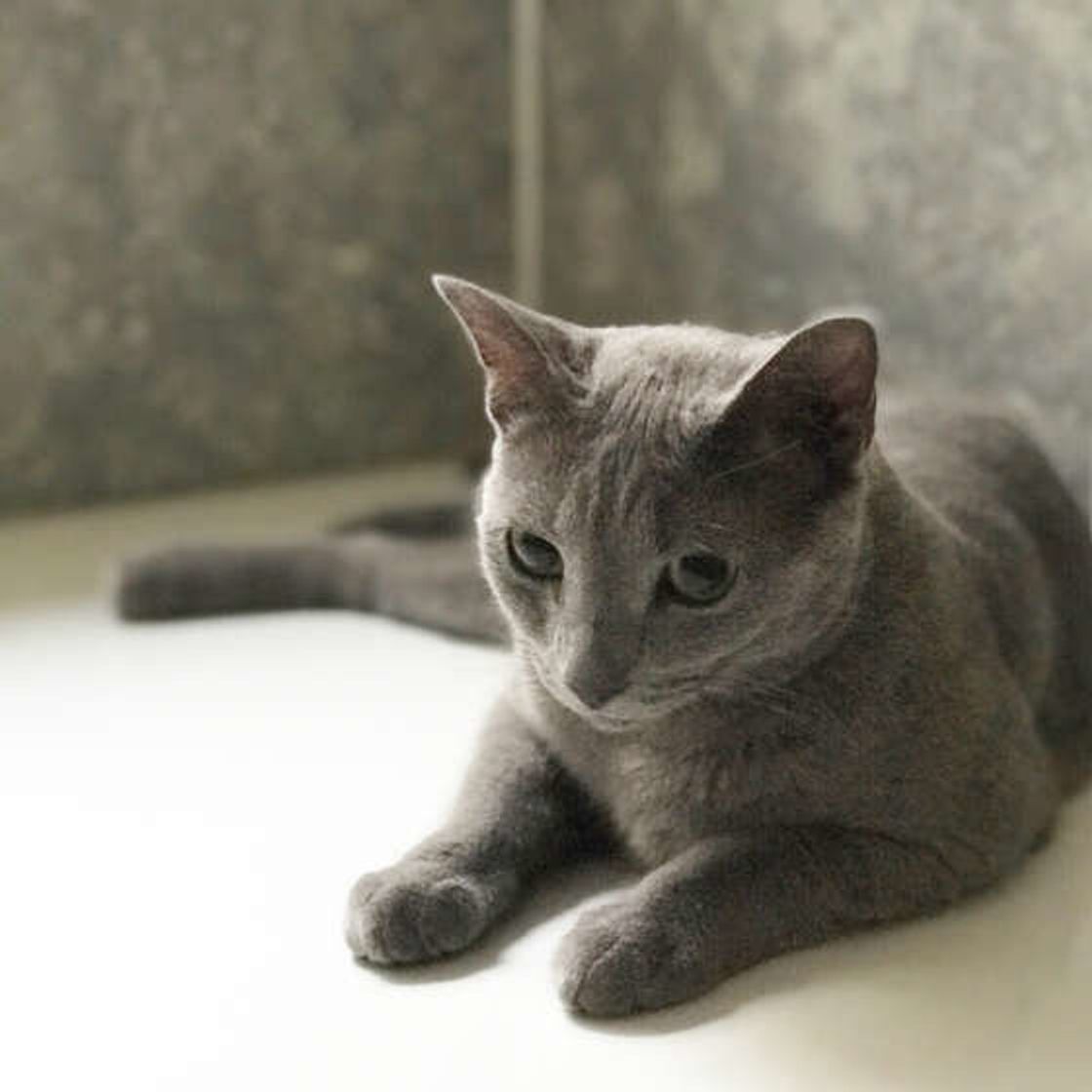 飼い主さんのお風呂についてくる猫の心理 かわいい理由と 心配な理由が ねこのきもちweb Magazine 飼い主さんのお風呂についてくる猫の心理 かわいい理由と 心配な理由が ねこのきもちweb Magazine