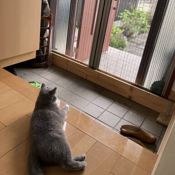 うに  ブリティッシュショートヘア  お留守