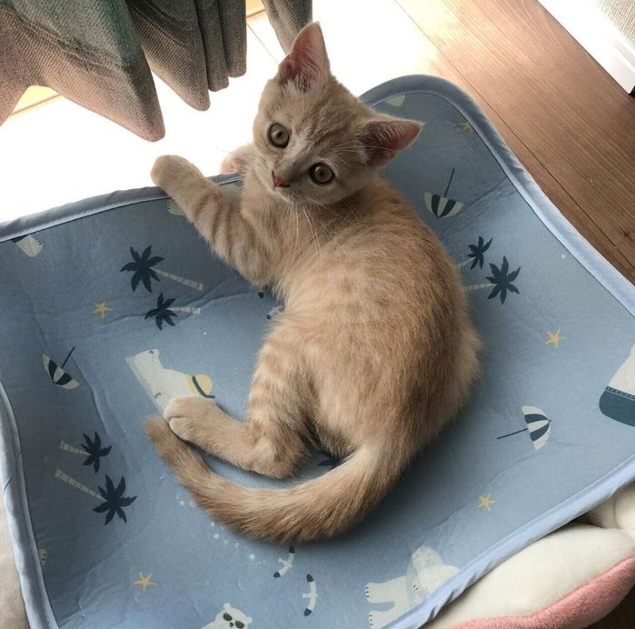 子猫時代のつなくん