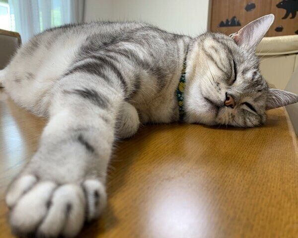 テーブルで気持ち良さそうに眠るサスケくん