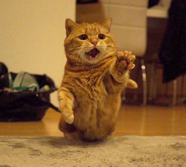 かわいいポーズをするマンチカン