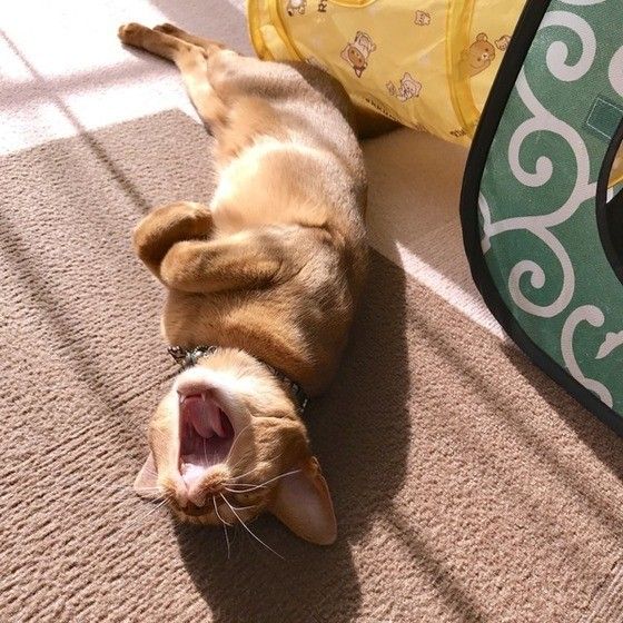 あくびをするアビシニアン