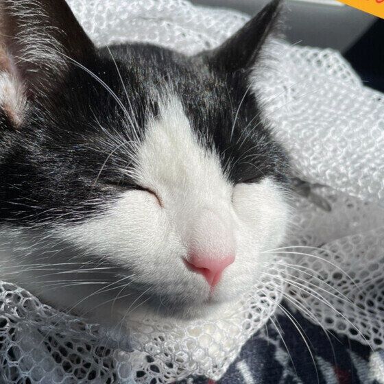 日本ネコの初夏ちゃん