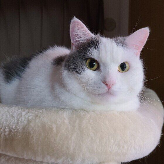 香箱座りをするマンチカン