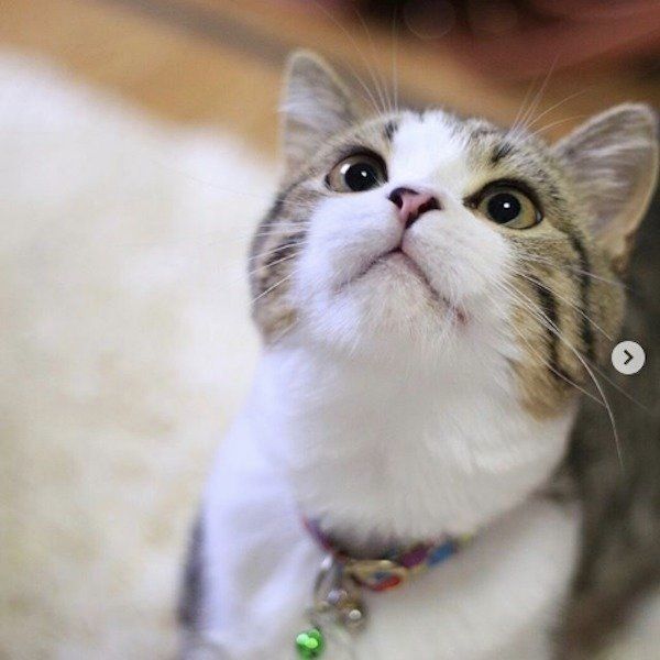 見上げるマンチカン