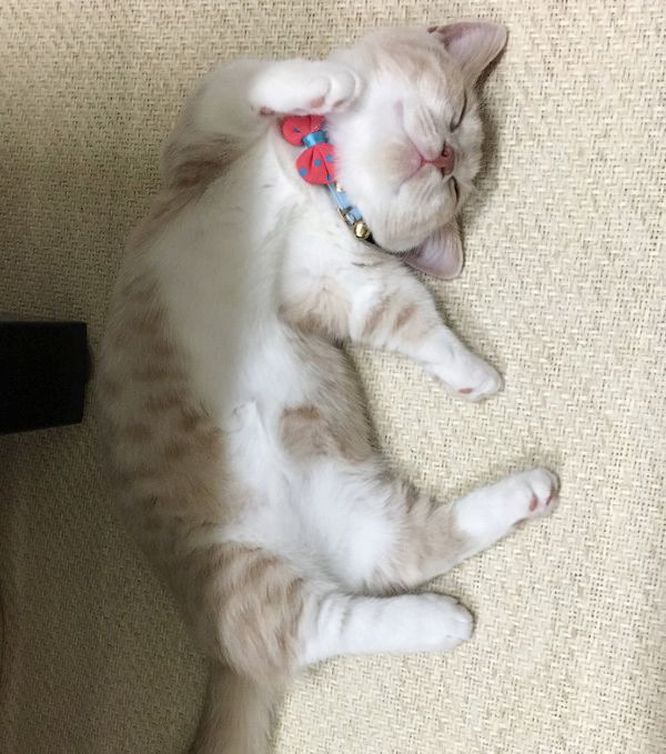 抜け毛と遊ぶ子猫