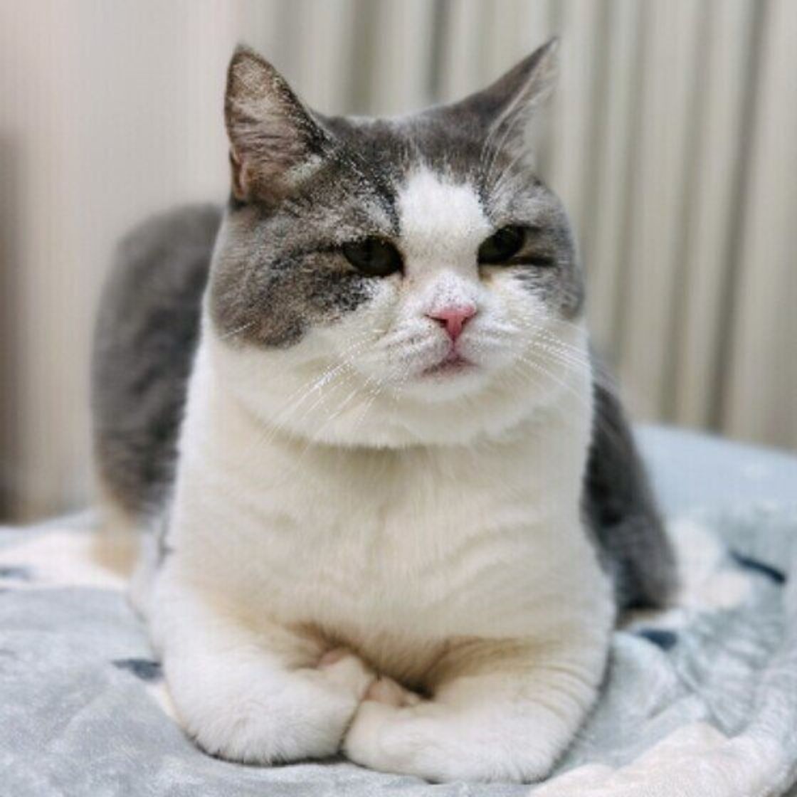 猫 耳 が 立つ
