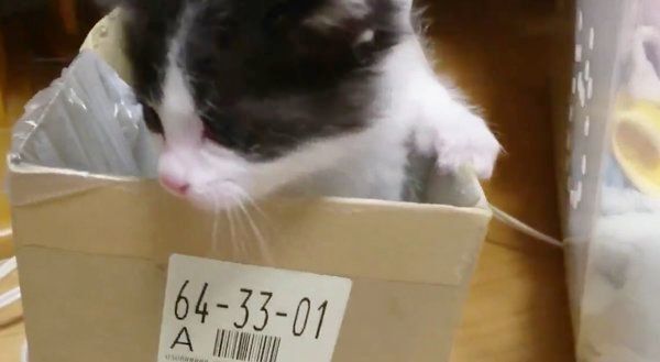 箱から脱出した桜大夢ちゃん