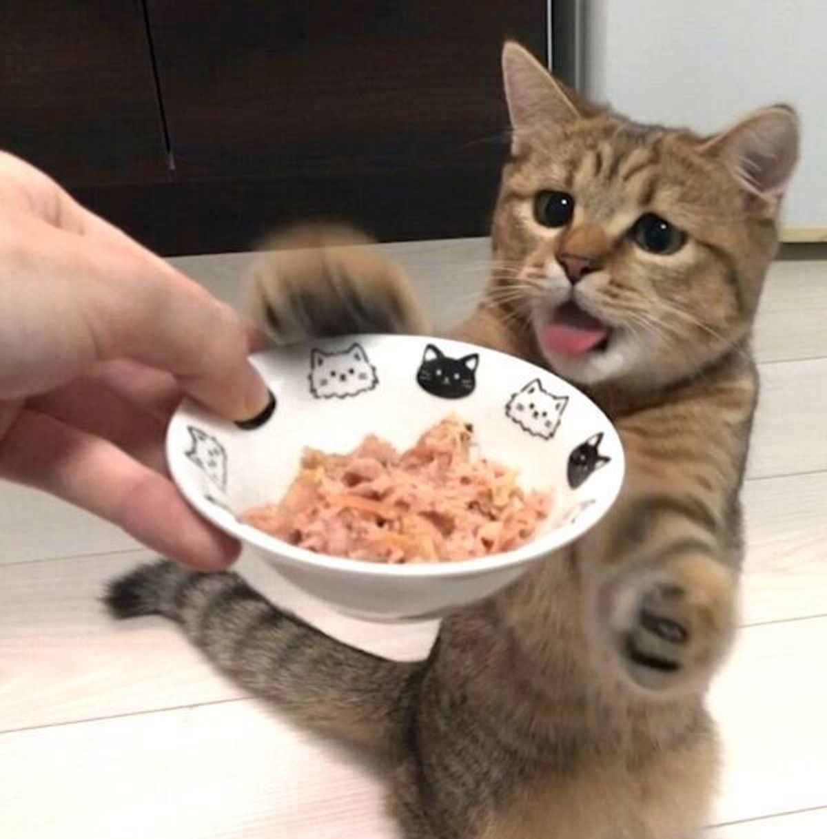 生まれて初めて 猫缶 を食べた子猫の荒ぶりよう おいしすぎてパニックに ねこのきもちweb Magazine 生まれて初めて 猫缶 を食べた子猫の荒ぶりよう おいしすぎてパニックに ねこのきもちweb Magazine