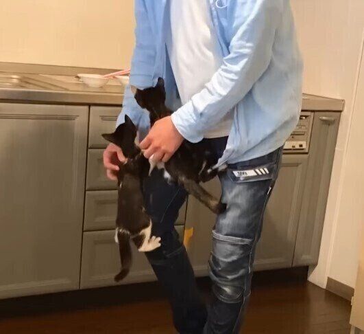ゴハンが待ちきれない子猫