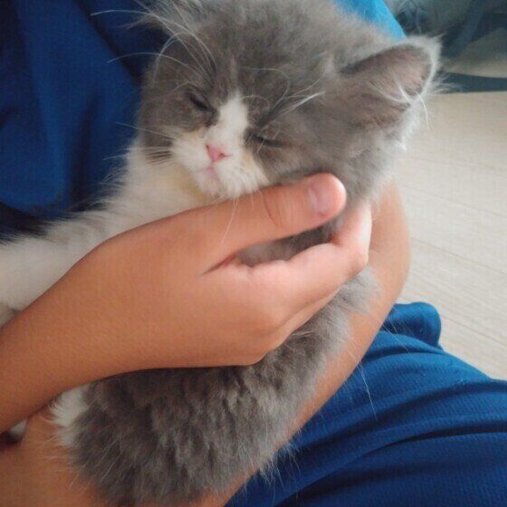 抱かれながら眠るエキゾチックショートヘアのももこちゃん