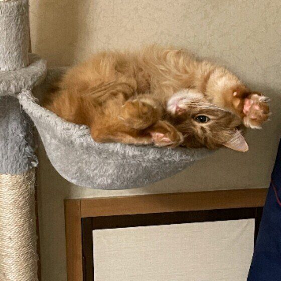 茶トラのサクラちゃん