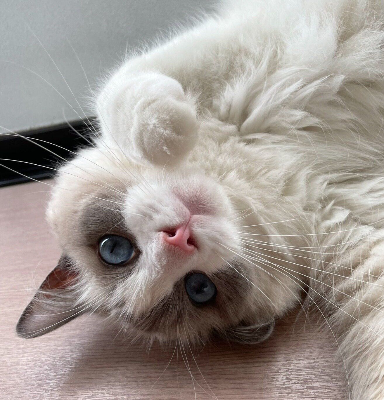 ゴロゴロするジニくん