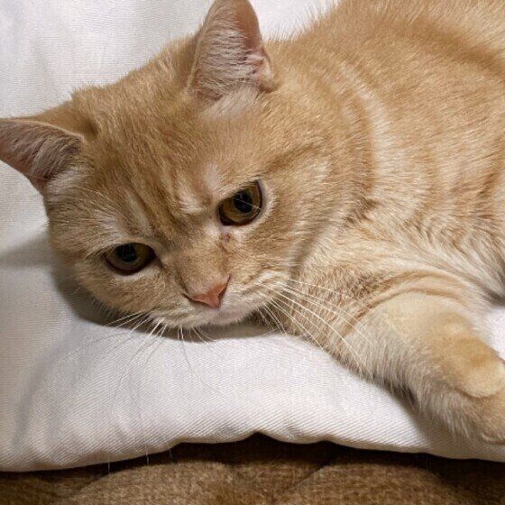 横になったマンチカン