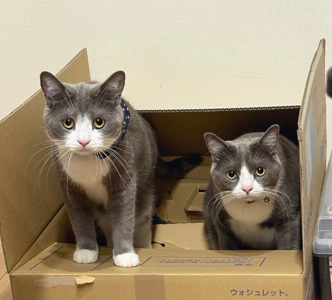 段ボールに入るしらたまくん、ごましおくん