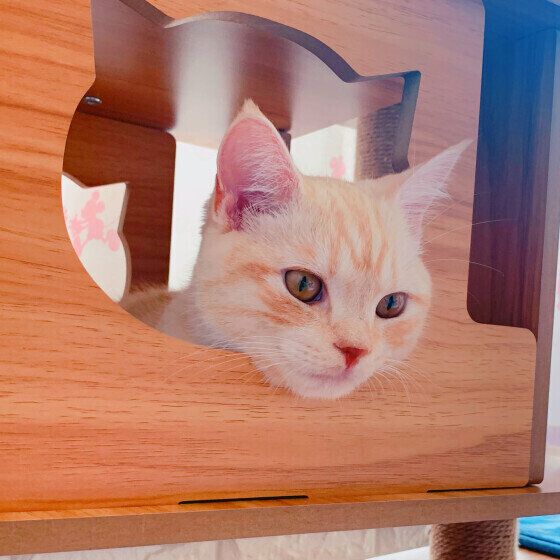 アメリカンショートヘアのそらくん