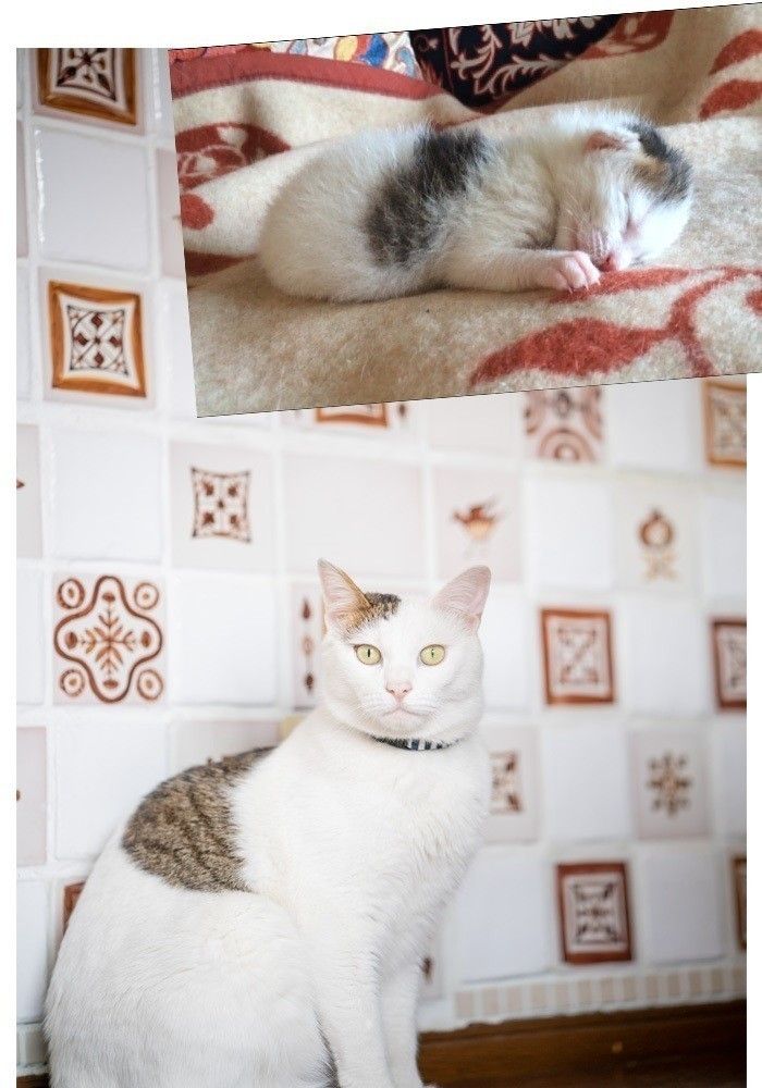 保護しないと命に関わる そんな猫たちが家族に