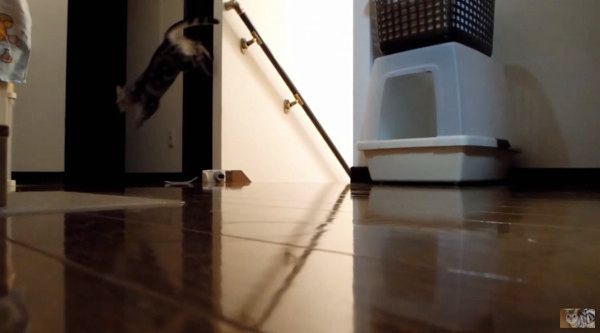 ジャンプする猫