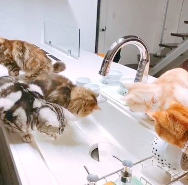 「流し台」のチェックが厳しいアメリカンショートヘアとミヌエット