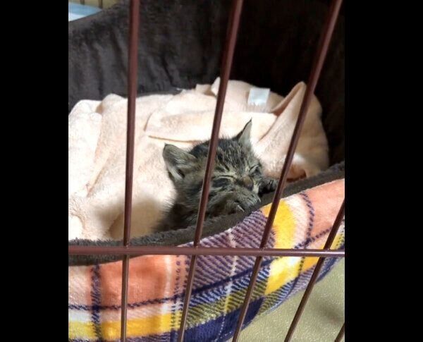 寝落ち寸前のなぎくん