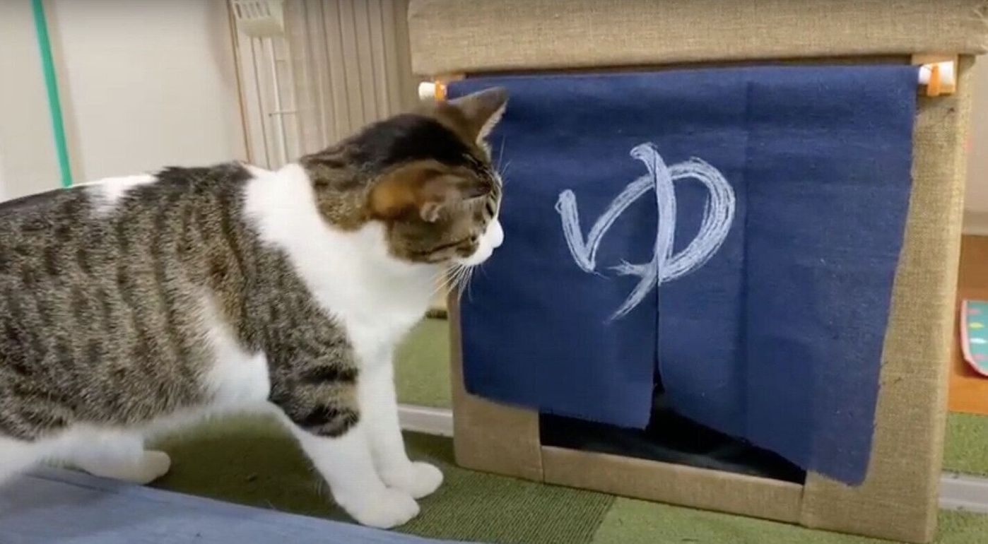 動画アリ 猫に大人気 お風呂屋さん風の手作りのれん ねこのきもちweb Magazine 動画アリ 猫に大人気 お風呂屋さん風の手作りのれん ねこのきもちweb Magazine
