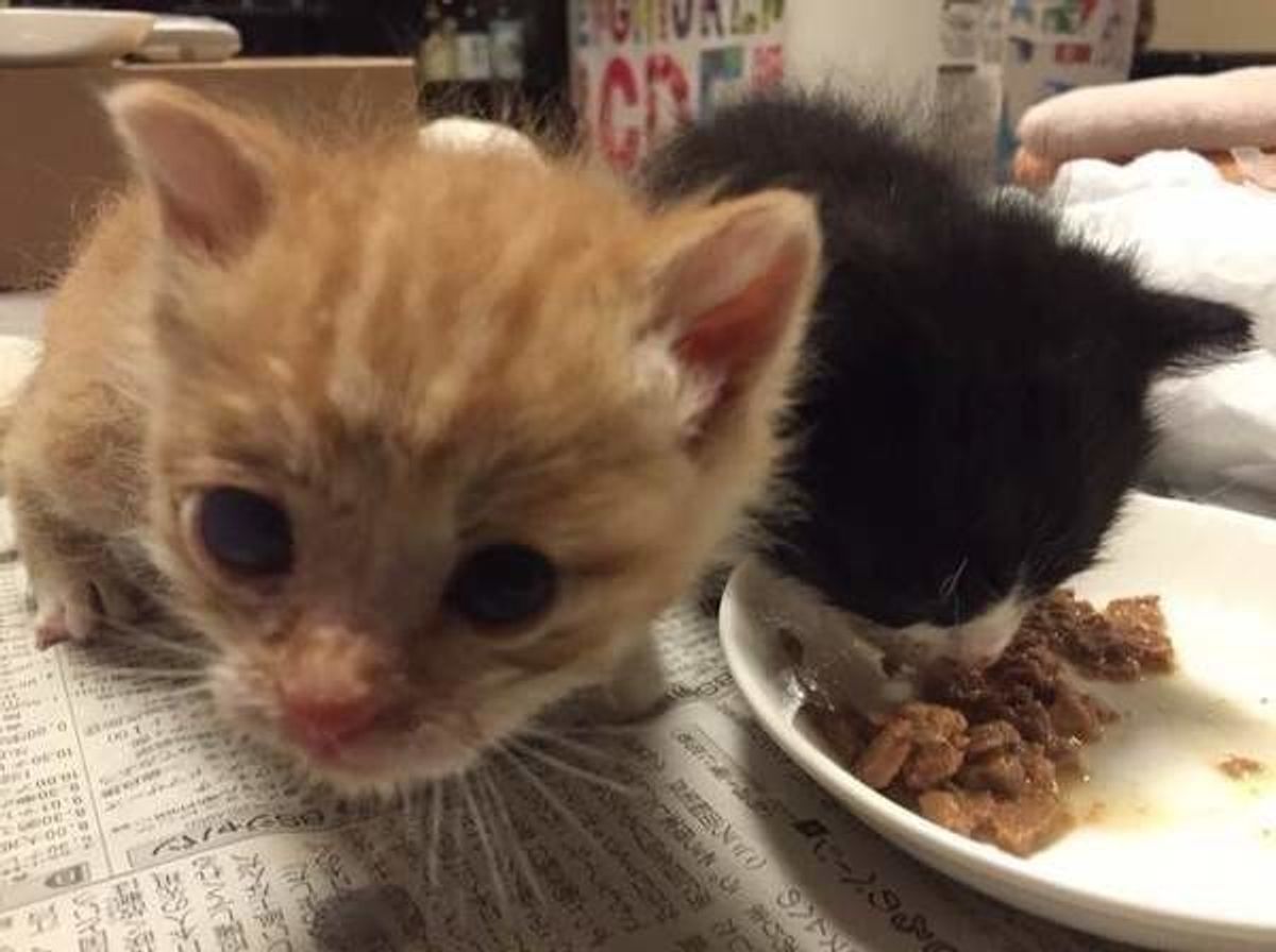 猫の遠慮は我慢しているサイン ストレスの少ない空間づくりとは ねこのきもちweb Magazine 猫の遠慮は我慢しているサイン ストレスの少ない空間づくりとは ねこのきもちweb Magazine