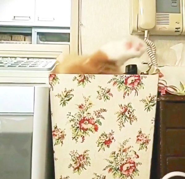 ゴミ箱で遊ぶミヌエット