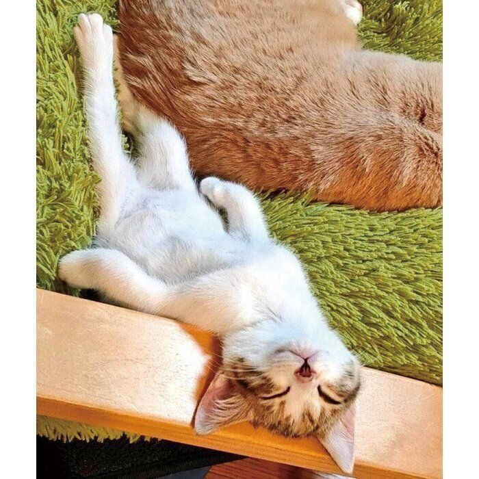 ヘソ天ポーズでリラックスするテンちゃん