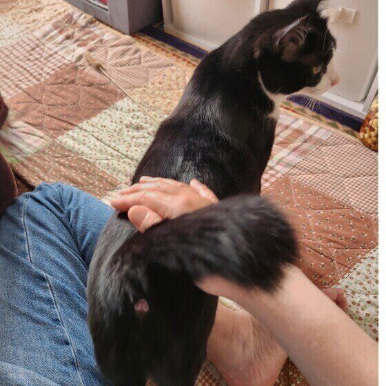 トントンおねだり MIX黒×白