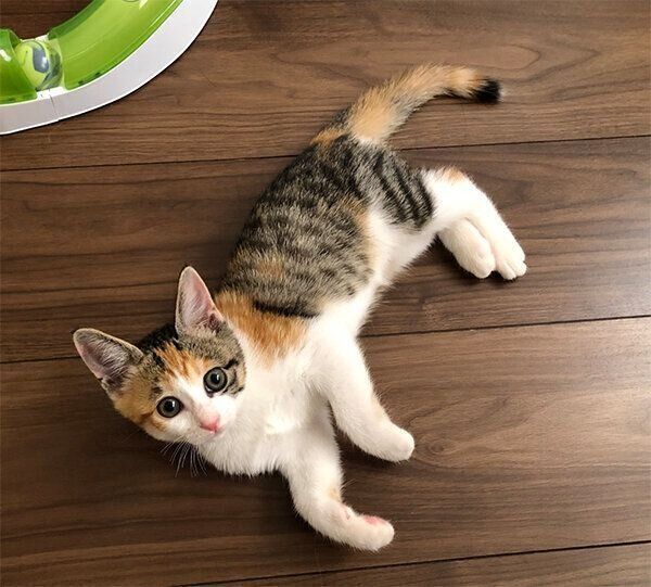 見つめるすずちゃん