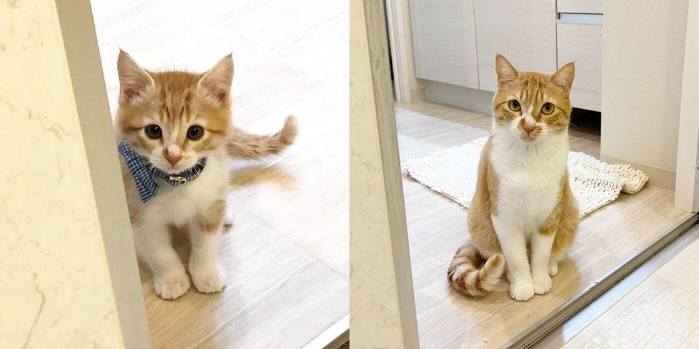 子猫時代のルナさん（左）と成猫になったルナさん（右）