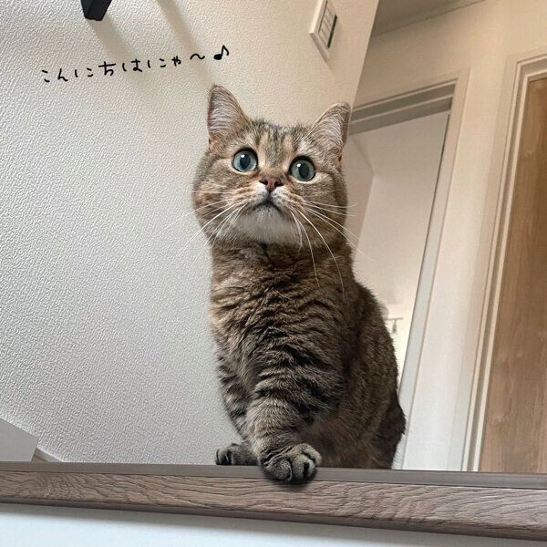 見つめるきなこちゃん