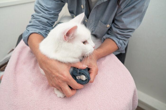 足のケアをされている猫