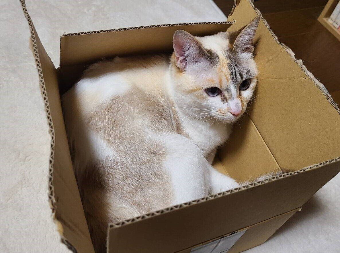 段ボール箱に入っている猫