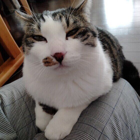 甘えているがんもちゃん