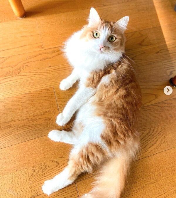 見つめるのぶおちゃん