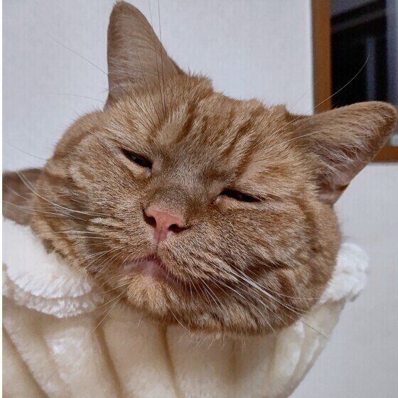 ニャンモックでリラックスする龍太くん