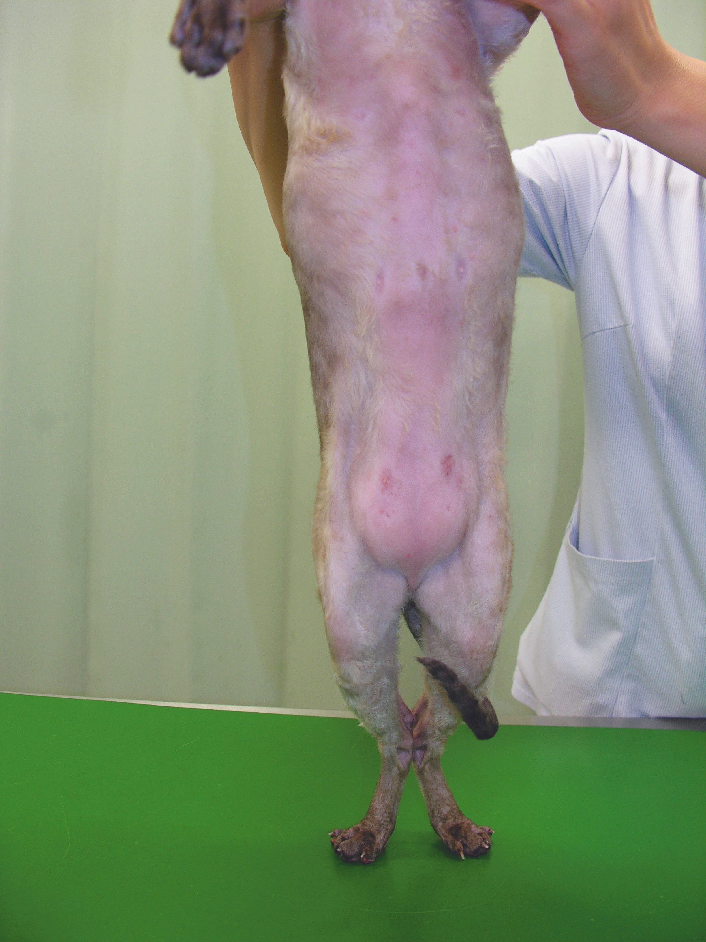 写真提供／北川犬猫病院