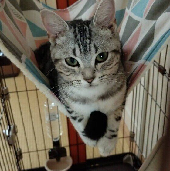 アメリカンショートヘアのありすちゃん