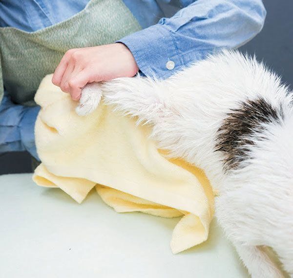 タオルで拭かれる猫