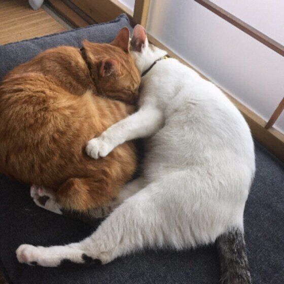 くっつき虫のレオくん