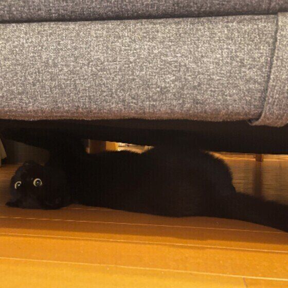 ソファの下に入るスコティッシュフォールド