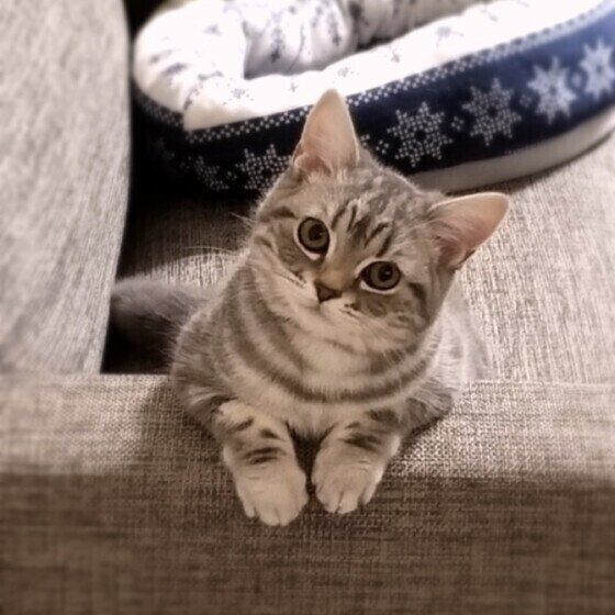 首を傾げるマンチカン