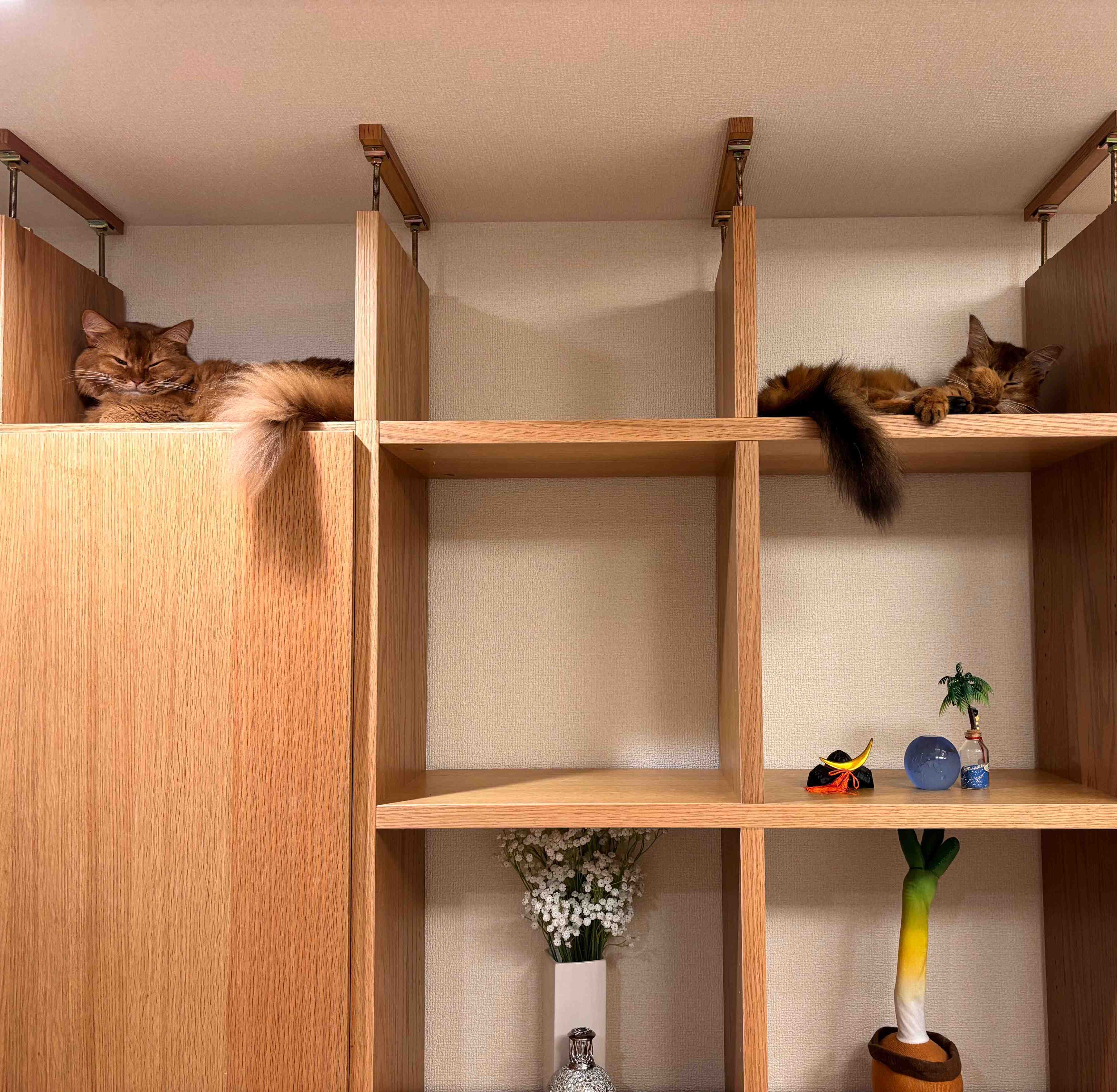 テレビボードに集合する猫たち